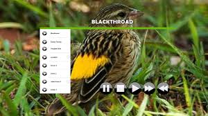 Suara burung prenjak betina memanggil jantan. Download Kicau Burung Asia Google Play Apps Aqo3dqpiebm2 Mobile9