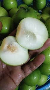 Tanaman buah yang jika di tanam di dalam pot agak sukar berbuah misalnya duku, sirsak, rambutan, salak, pepaya, kelapa, nangka besar. Anak Pokok Epal Petani Kebun Durian Hybrid Klie Facebook