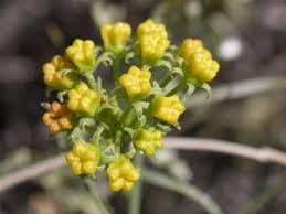 Image result for Cynanchum