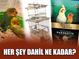 Cennet Papagani Yumurtalari Ve Yavrusu Youtube
