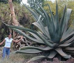 We are a new, certified succulent, aloe and cactus wholesale nursery located in rural escondido, north san diego county, california. Agave Extra Large Agave Plant Planting Succulents Succulents