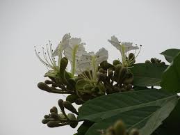 Image result for Berlinia grandiflora