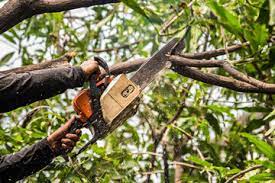 Tree trimming costs on average $460 with most paying between $75 to $1000 depending on the tree size and type. Tree Removal Costs 2021 Tree Surgeon Prices Updated