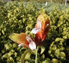 Image result for Justicia petiolaris