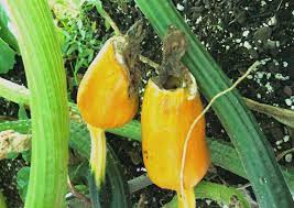 Here S Why The End Of Your Baby Squash Is Turning Brown