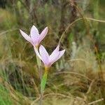 Image result for Hesperantha petitiana