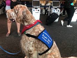 CAA brings back Bradley Buddies Therapy Dog Program
