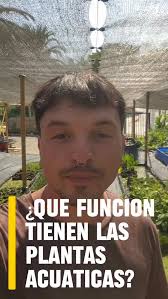 💦🌿CONOCE AL JACINTO DEL AGUA 🌿💦 Hermosa planta acuática para tu  estanque #jardinesbonitos #jardinespequeños #jardinesdeensueño  #plantastropicales #plantasacuaticas #agua #água #jacintodeagua #jardín  #plantasfelices #jardinesbonitos #JardinesConEstilo