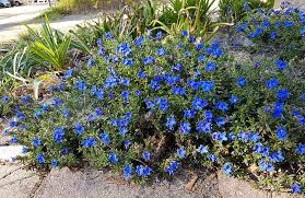 Image result for Chenolea diffusa