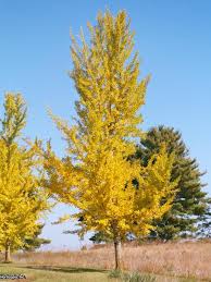 Ginkgo Biloba 15 Fall In 2020 Fast Growing Trees Growing Tree Gingko Biloba Tree