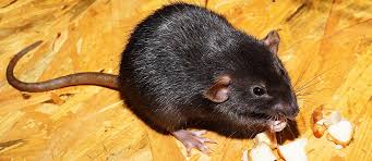 One concern many homeowners have when choosing a pest control company is the effect that chemical pesticides will have on the health of their family pets. Choosing The Best Pest Control Company Impact News Forum