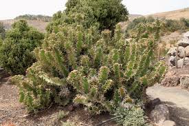 Image result for Euphorbia unicornis