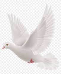 Dove Bird Png Transparent Png 116 Png Group Ecma Io Clip Art Merry Christmas Images Christmas Images