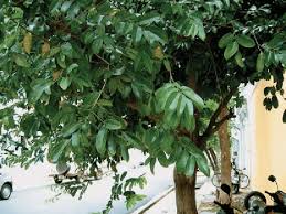 Image result for Diospyros crassiflora