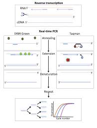 Real Time Pcr Functional Genomics Ii