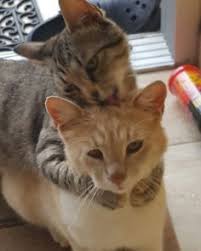 Bambam Guduk Cats Kittens Animals