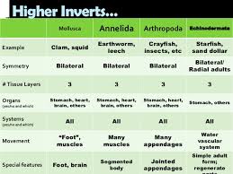 Invertebrate Review Chart