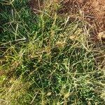 Image result for Chloris pycnothrix