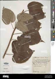 Image result for Clerodendrum johnstonii