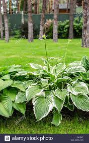 Oft ist ein garten einfach ungünstig gelegen. Schone Hosta Blatter Hintergrund Hosta Zierpflanze Fur Den Landschaftsbau Park Und Garten Design Grosse Grune Blatter Mit Farbstreifen Adern Stockfotografie Alamy