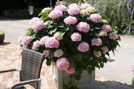 Hortensien schneiden | wann sollte man die hortensie zurückschneiden? Hortensien Pflanzen Pflegen Vermehren Schoner Wohnen