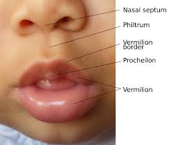 Histology of the oral mucosa