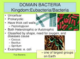 B Compare How Structures And Function Vary Between The Six Kingdoms Ppt Download