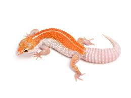 Black And White Striped Leopard Gecko White Yellow Enigma Leopard Gecko Gecko Cute Reptiles