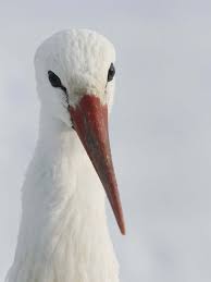 Blue Bird With White Ring Around Neck Red White And Blue Celebrating 4th Of July On The Wild Side Stork Stork Bird Beautiful Birds