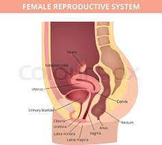 Are you an arya, a clarissa, or a buffy? Female Internal Genital Organs Stock Vector Colourbox