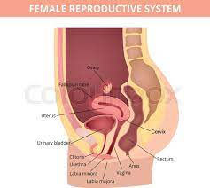 • the internal/female condoms are underused due to misunderstanding of how they are used 1. Female Internal Genital Organs Stock Vector Colourbox