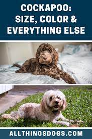 For the most comfortable fit, your dog's neck size should be between these two measurements. Pin On Secret Cat Dog