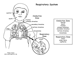There are tons of great resources for free printable color pages online. Respiratory System Coloring Page Middle High School