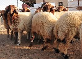 7 مطابخ بالخبر للذبح واستقبال الأضاحي خلال عيد الأضحى المبارك صحيفة المواطن الإلكترونية