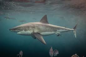 Why they need more lovin': Think All Sharks Are Built The Same Research Says Otherwise