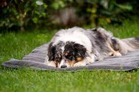 skolan outdoor liegematte beliebte hunderassen hunde schlafen hunde rassen