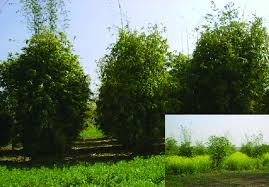 Image result for Bambusa balcooa