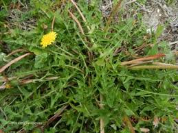 Plantes Sauvages Comestibles Cueillette D Automne Plantes Sauvages Comestibles Plantes Sauvages Feuilles De Pissenlit