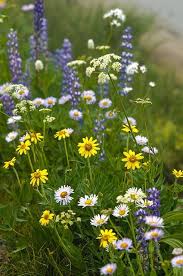 My Life In The Woods Meadow Flowers Summer Flowers Flower Field