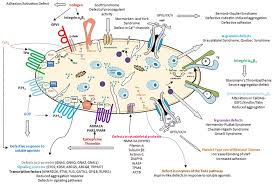 Image result for Platelet Dysfunction