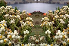 Macam macam bunga allamanda : Bisa Bertahan Di Tanah Tandus Hingga Mekar Selama 10 Tahun Inilah 5 Fakta Menarik Bunga Edelweis Semua Halaman Bobo