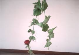 Image result for Kedrostis foetidissima