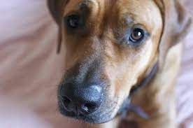 Our store also offers grooming, training, adoptions and curbside pickup. Pet Food Bank Home Facebook