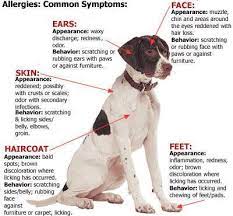 Canine Allergies