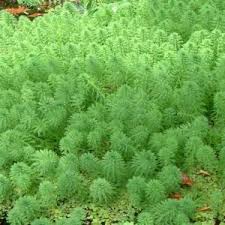 Image result for Haloragaceae