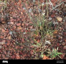 Image result for Cyperus margaritaceus