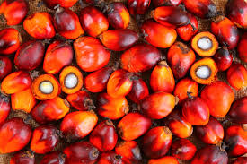 The company's segment includes upstream malaysia, upstream indonesia, upstream papua new guinea and the solomon islands, upstream liberia, downstream. Sime Darby Plantation Sustainable Palm Oil Choice