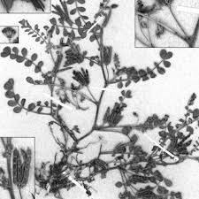 Image result for Antopetitia abyssinica