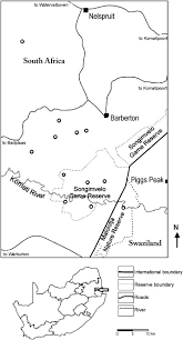 Image result for Sartidia angolensis