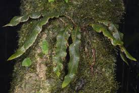 Image result for Elaphoglossum tanganjicense